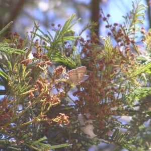 Jalmenus ictinus at Chifley, ACT - 10 Dec 2017