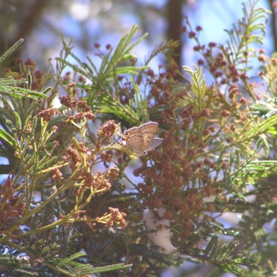 Jalmenus ictinus (Stencilled Hairstreak) at Mount Taylor - 10 Dec 2017 by MatthewFrawley