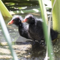 Gallinula tenebrosa (Dusky Moorhen) at Kingston, ACT - 7 Dec 2017 by Alison Milton