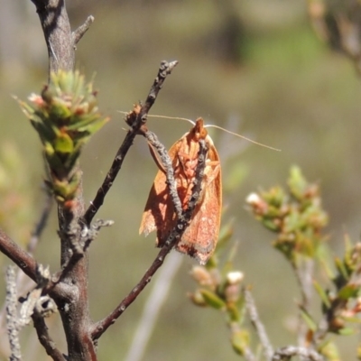 Tortricinae (subfamily) (A tortrix moth) at Conder, ACT - 28 Nov 2017 by michaelb