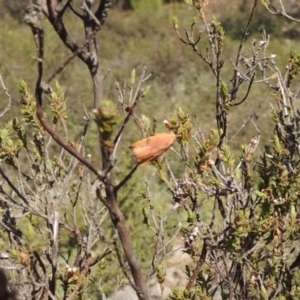 Tortricinae (subfamily) at Conder, ACT - 28 Nov 2017