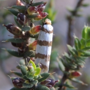 Eulechria contentella at Conder, ACT - 28 Nov 2017 06:03 PM