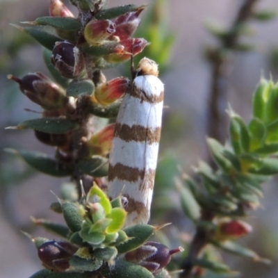 Eulechria contentella (A concealer moth) at Conder, ACT - 28 Nov 2017 by michaelb