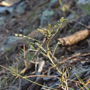 Indigofera adesmiifolia at Conder, ACT - 28 Nov 2017 06:58 PM