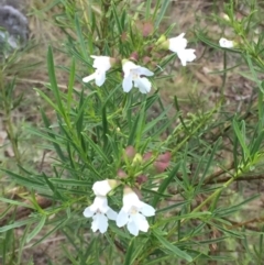 Prostanthera nivea var. nivea (Snowy Mint-bush) at Deakin, ACT - 10 Dec 2017 by TonyBartlett