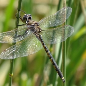 Hemicordulia tau at Fyshwick, ACT - 9 Dec 2017