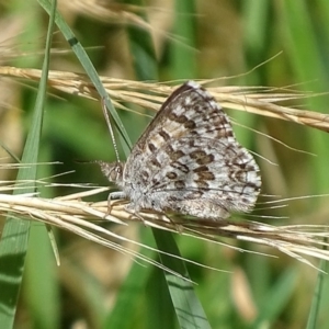 Lucia limbaria at Fyshwick, ACT - 9 Dec 2017