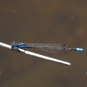 Ischnura heterosticta at Paddys River, ACT - 10 Dec 2017