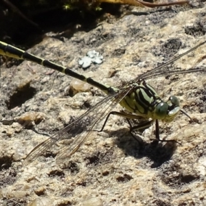 Austrogomphus guerini at Paddys River, ACT - 10 Dec 2017 12:07 PM