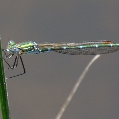 Austrolestes cingulatus (Metallic Ringtail) at Paddys River, ACT - 10 Dec 2017 by roymcd