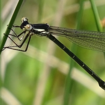 Austroargiolestes icteromelas (Common Flatwing) at Paddys River, ACT - 10 Dec 2017 by roymcd