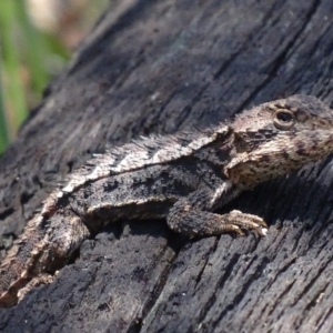 Rankinia diemensis at Paddys River, ACT - 10 Dec 2017 01:19 PM