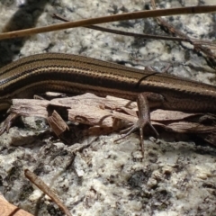 Acritoscincus duperreyi at Paddys River, ACT - 10 Dec 2017