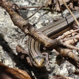 Acritoscincus duperreyi at Paddys River, ACT - 10 Dec 2017