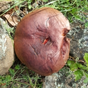 zz bolete at Wambrook, NSW - 8 Dec 2017