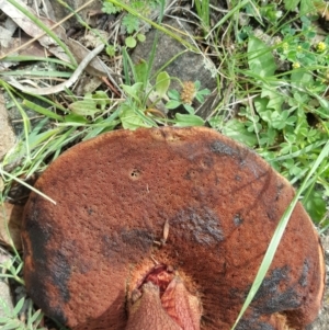 zz bolete at Wambrook, NSW - 8 Dec 2017