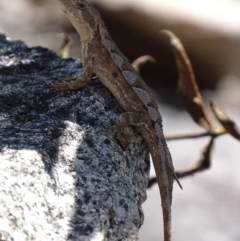 Rankinia diemensis at Cotter River, ACT - 10 Dec 2017 02:53 PM