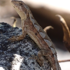 Rankinia diemensis at Cotter River, ACT - 10 Dec 2017 02:53 PM