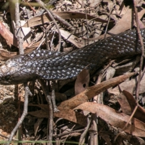 Notechis scutatus at Paddys River, ACT - 9 Dec 2017 11:40 AM