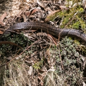 Notechis scutatus at Paddys River, ACT - 9 Dec 2017