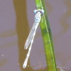 Austrolestes leda (Wandering Ringtail) at Fyshwick, ACT - 6 Dec 2017 by Christine