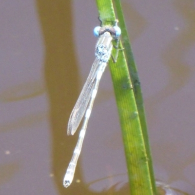 Austrolestes leda (Wandering Ringtail) at Fyshwick, ACT - 6 Dec 2017 by Christine