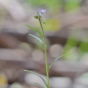 Linaria arvensis at Bolaro, NSW - 28 Nov 2017 03:51 PM