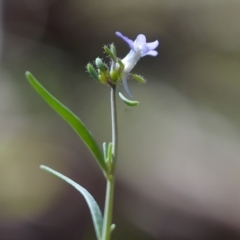 Linaria arvensis at Bolaro, NSW - 28 Nov 2017 03:51 PM