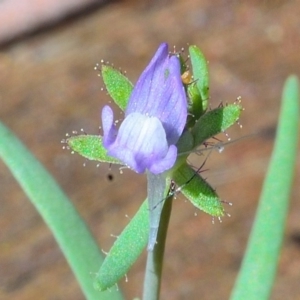 Linaria arvensis at Bolaro, NSW - 28 Nov 2017