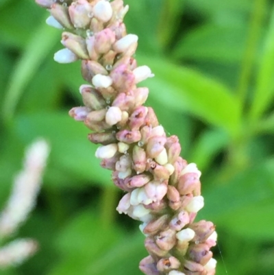 Persicaria lapathifolia (Pale Knotweed) at Googong, NSW - 11 Dec 2017 by Wandiyali