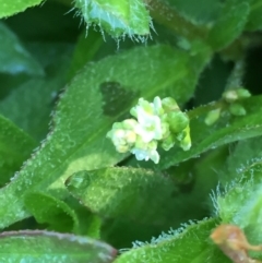 Persicaria maculosa (Jesus Plant) at Wandiyali-Environa Conservation Area - 10 Dec 2017 by Wandiyali