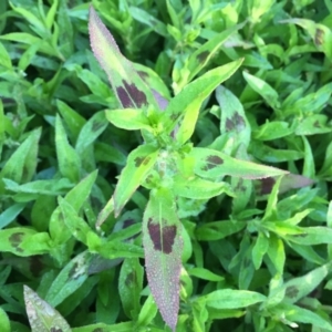 Persicaria maculosa at Googong, NSW - 11 Dec 2017