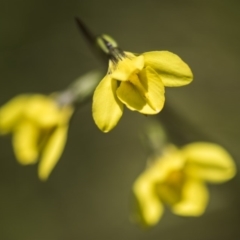 Diuris monticola (Highland Golden Moths) at Paddys River, ACT - 9 Dec 2017 by GlenRyan