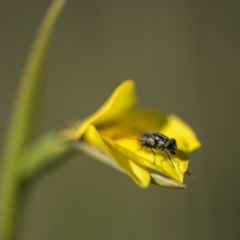 Diuris monticola at Paddys River, ACT - suppressed