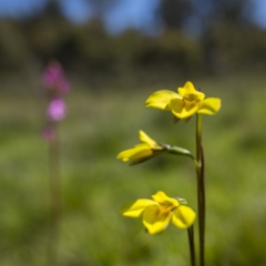 Diuris monticola at Paddys River, ACT - suppressed