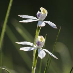 Caladenia moschata (Musky Caps) at Paddys River, ACT - 9 Dec 2017 by GlenRyan