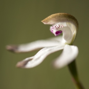 Caladenia moschata at Paddys River, ACT - suppressed