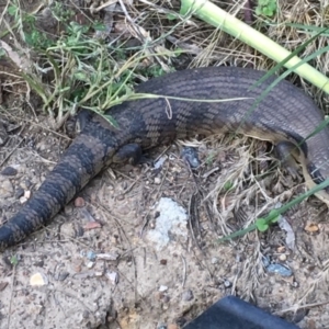 Tiliqua scincoides scincoides at Bruce, ACT - 11 Dec 2017