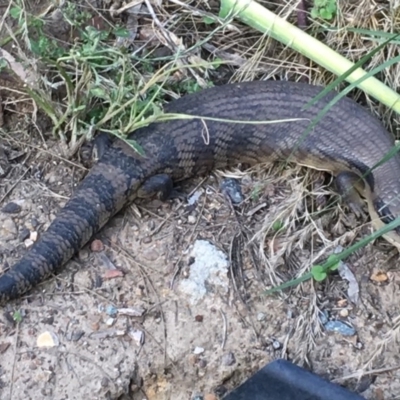 Tiliqua scincoides scincoides (Eastern Blue-tongue) at Bruce, ACT - 11 Dec 2017 by rnixon1