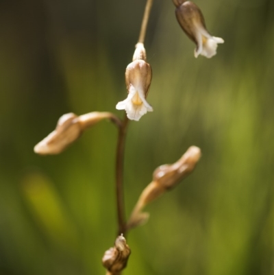 Gastrodia sp. (Potato Orchid) at Cotter River, ACT - 9 Dec 2017 by GlenRyan