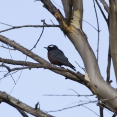 Artamus superciliosus (White-browed Woodswallow) at Michelago, NSW - 11 Feb 2014 by Illilanga