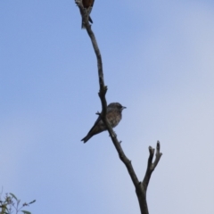 Artamus superciliosus at Michelago, NSW - 11 Feb 2014 08:17 AM