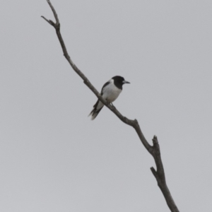 Cracticus nigrogularis at Michelago, NSW - 6 Jan 2016