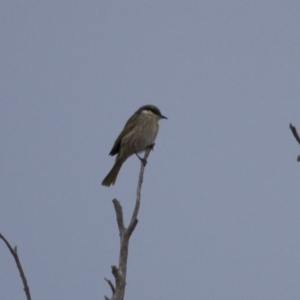 Gavicalis virescens at Michelago, NSW - 12 May 2013 07:27 AM