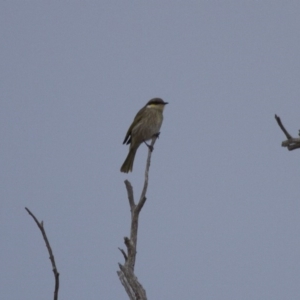 Gavicalis virescens at Michelago, NSW - 12 May 2013 07:27 AM