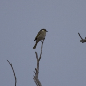 Gavicalis virescens at Michelago, NSW - 12 May 2013