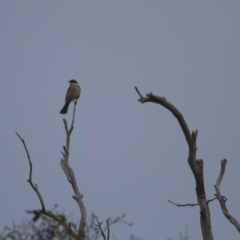 Gavicalis virescens at Michelago, NSW - 12 May 2013