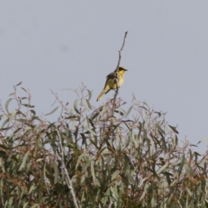 Lichenostomus melanops at Michelago, NSW - 1 May 2012