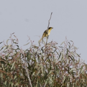 Lichenostomus melanops at Michelago, NSW - 1 May 2012