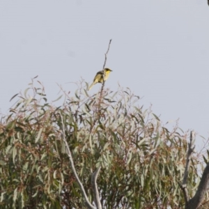 Lichenostomus melanops at Michelago, NSW - 1 May 2012